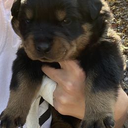 Blue - reserved Joelle W - Black and mahogany Rottweiler puppy in Linthicum, Maryland from Of The Saints Kennels