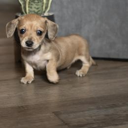 Glam - Cream female Dachshund puppy in Stilwell, Oklahoma from Mountain Top Dachshunds