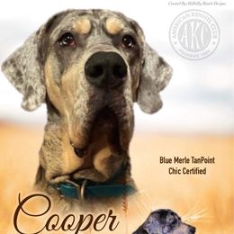 Cooper - Great Dane