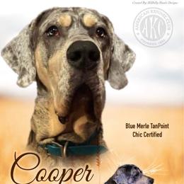 Cooper - Great Dane