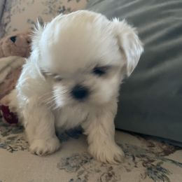 Shih Tzu Puppies from Twilight Shih Tzu