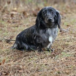 Mollie - Dachshund
