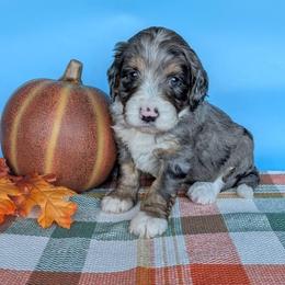Pilgrim - Blue merle male Aussiedoodle puppy in Lake Bronson, Minnesota from Jupiter Doodles