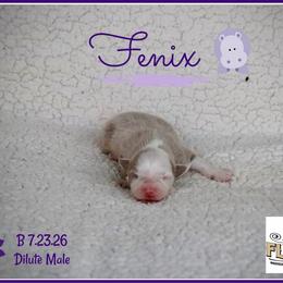 Fenix - Red male Miniature Australian Shepherd puppy in Madisonville, Texas from Flying LL Aussies