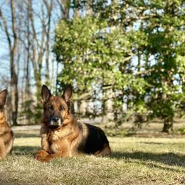 Fergie - German Shepherd