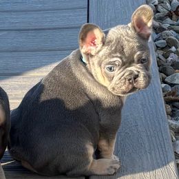 Boo - Tricolors male French Bulldog puppy in South Bend, Indiana from Furever Faithful Frenchies LLC