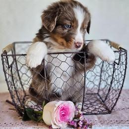 Raider - Red merle male Australian Shepherd puppy in Mountain Grove, Missouri from K Bar H Farms