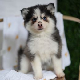 Jill - Black and white female Pomsky puppy in Mesa, Arizona from Platinum Pomskies