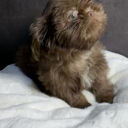 Ollie - Chocolate male Shih Tzu puppy in Ocala, Florida from Mimi's Shih-tzus of Ocala