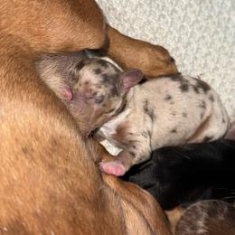 Theo - Dapple male Dachshund puppy in Newton, North Carolina from Sagebrush Doxies