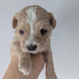 Soy - Cream male Maltipoo puppy in Fife, Washington from Joyful Pups