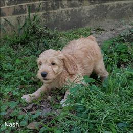 Nash - Golden male Cockapoo puppy in Sunset, Louisiana from Cano Cockapoos