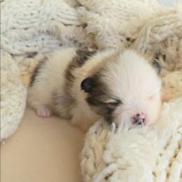 Fern - Orange parti male Pomeranian puppy in Los Angeles, California from Pommies of LA