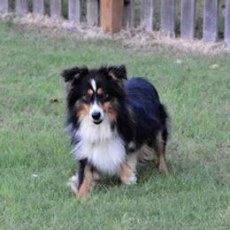 American Corgis, Dalmatians, Miniature American Shepherds, Pembroke Welsh Corgis, and Toy Australian Shepherds from The Wildfire Kennel
