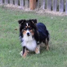 American Corgis, Dalmatians, Miniature American Shepherds, Pembroke Welsh Corgis, and Toy Australian Shepherds from The Wildfire Kennel