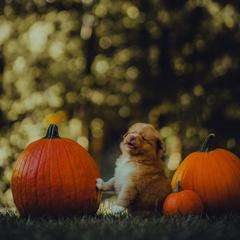 Nova Scotia Duck Tolling Retriever Puppies from Spitfire Tollers