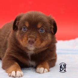 Wolf - Red tri male Miniature Australian Shepherd puppy in Weeki Wachee, Florida from Arlington's Mini Aussies
