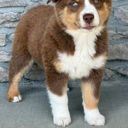 Miniature Australian Shepherd Puppies from Copper Creek Aussies