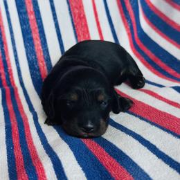Boy 1 - Black and tan male Dachshund puppy in Oklahoma from DRB Dachshunds