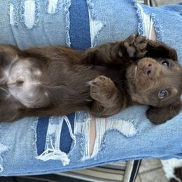 Dachshund Puppies from Twisted C’s Dachshunds