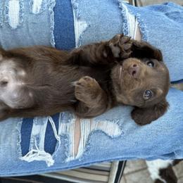 Dachshund Puppies from Twisted C’s Dachshunds