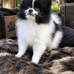 Pomeranian puppies from Pomeranians DelReal
