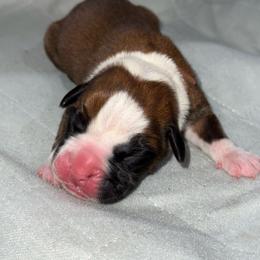 Brown Collar - Fawn male Boxer puppy in Merritt Island, Florida from Nate & Julia’s Boxers
