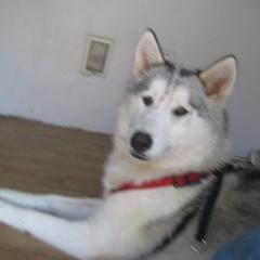 Lyca - Siberian Husky