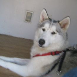 Lyca - Siberian Husky