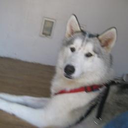 Lyca - Siberian Husky