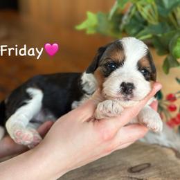 Friday - Black tri-color female Aussiedoodle puppy in Lancaster, Minnesota from Finney Ranch