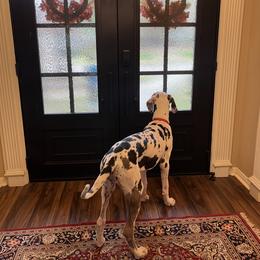Great Dane Puppies from KD Sweet Southern Danes