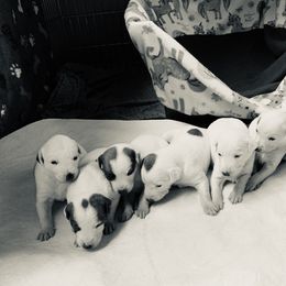 Whippet Puppies from QuiXand Performance Whippets