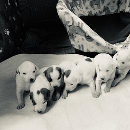 Whippet Puppies from QuiXand Performance Whippets