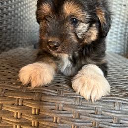 Rocket - Black tri-color male Aussiedoodle puppy in Loretto, Tennessee from K Kountry Farm