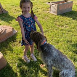 Wirehaired Pointing Griffon All Grown Up from Luther Smith
