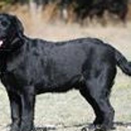 Labrador Retrievers from Talisman Labs
