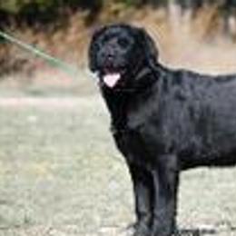 Labrador Retrievers from Talisman Labs