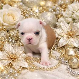 Red Lady - Red female Boston Terrier puppy in San Antonio, Texas from JT Bostons