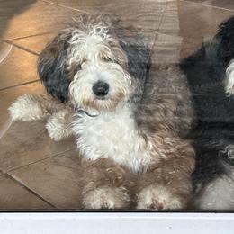 Bernedoodles and Goldendoodles from Peanut Butter Doodles
