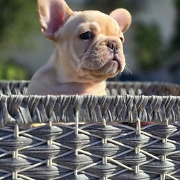 French Bulldog Puppies from County Of Orange Frenchie Family