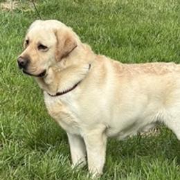 Labrador Retriever All Grown Up from Agape Acres Homestead English Labrador Retrievers