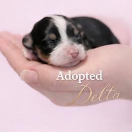 Girl 1 - female Havanese puppy in Kinston, North Carolina from Colhaven Havanese