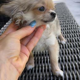 Ollie 5000 - Chocolate sabled fawn male Chihuahua puppy in Miami, Florida from Natalias Tiny Puppies
