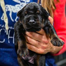 Male 3 - Black and rust male Doberman Pinscher puppy in China Township, Michigan from Snell's Superior Kennel Dobermann & GSP