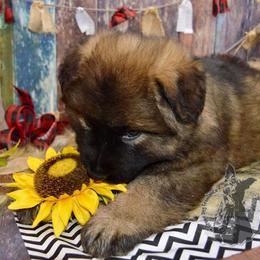 German Shepherd Puppies from Validus Pastoris Kennels
