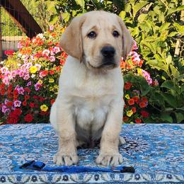 Yellow Male - Yellow male Labrador Retriever puppy in Yelm, Washington from Prince Labradors