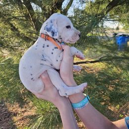 Orange - White and black Dalmatian puppy in Pine City, Minnesota from Rock Creek Dalmatians