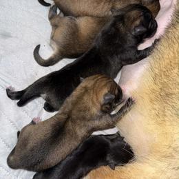Green - Sesame male Shikoku Ken puppy in Charleston, West Virginia from Kiseki No Yama