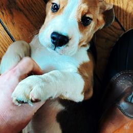 Beagle and German Shepherd Puppies from Synastry Beagles
